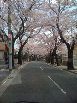 常盤平桜