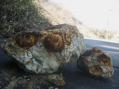 貝化石が転がる車道