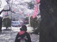 八幡神社の桜　１
