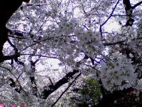 八幡神社の桜　２