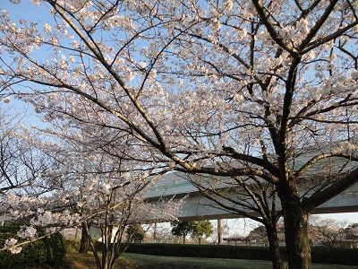 八千代市の新川沿いまで桜を見てきました♪