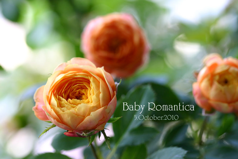 ベビーロマンチカ 切り花 バラ | paltabuena.cl