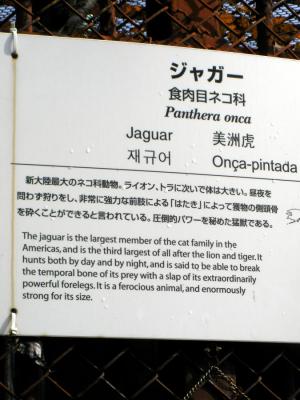 １１．ジャガーはネコ科６７５ｘ９００－023.JPG