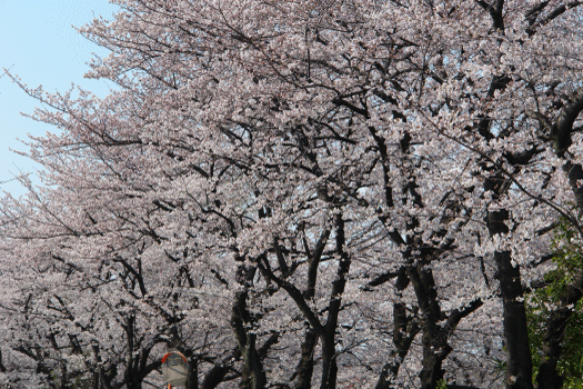 桜-咲き誇る