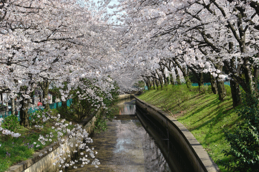 疎水の桜-3
