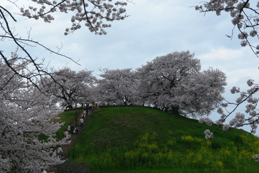 古墳上の桜-1