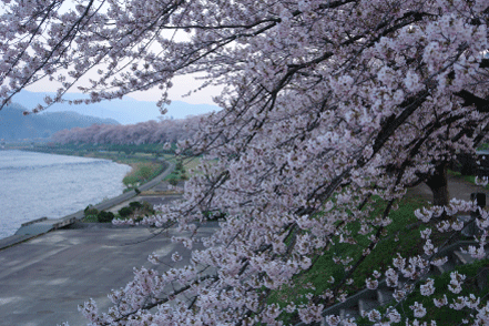 角館-堤の桜