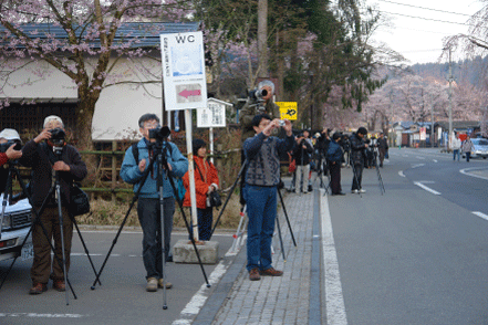 枝垂桜を撮るカメラマン