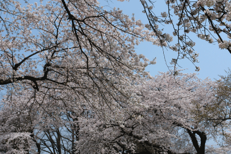 紫波城山の桜-5