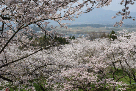紫波城山の桜-6