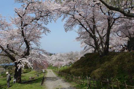 紫波城山の桜-1