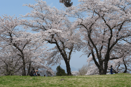 紫波城山の桜-2