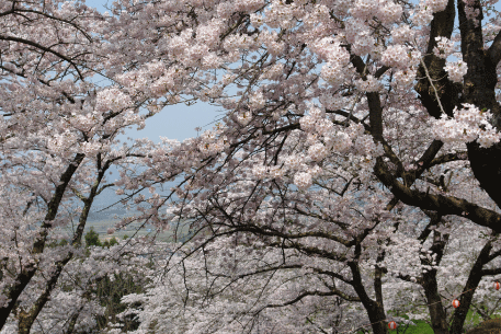 紫波城山桜-8