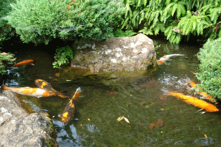 錦鯉の池