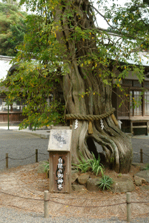 白浜神社－白龍の御神木
