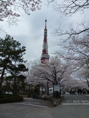 東京タワーと桜４．７