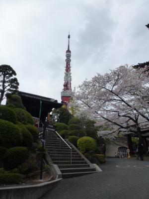 東京タワーと桜４．７③