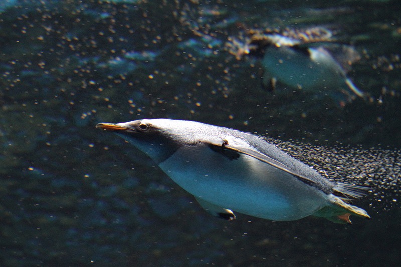 ペンギン003