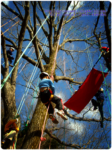 tree climing
