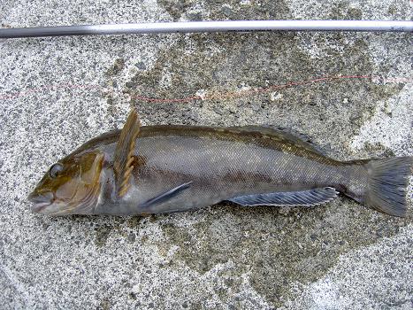 魚振 Gyoshin Season４ ワーム テクニック Vol 8 アブラコを釣る 第１話