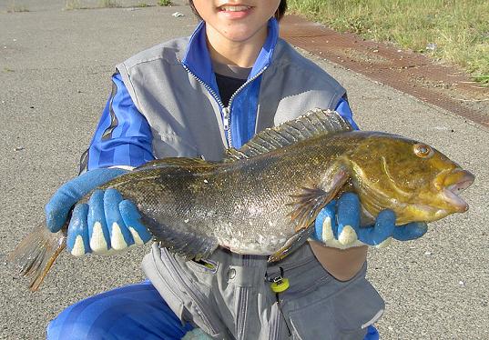 魚振 Gyoshin Season４ ワーム テクニック Vol 9 アブラコを釣る 第２話