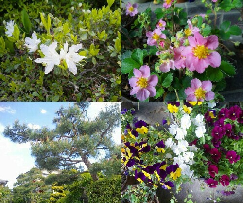 庭の花々