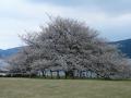 箱根園の桜