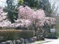 公時神社への途中の桜