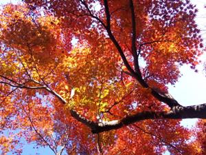 おなかも心も満たしたーい <b>福岡市動植物園</b>の秋