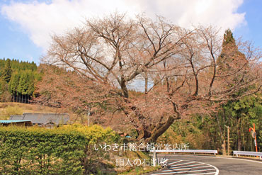 4月25日石割桜