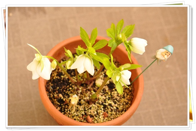 クリスマスローズ・ホワイトフラッシュ系（シングル咲き）開花　２０１３・３月５日 (6)