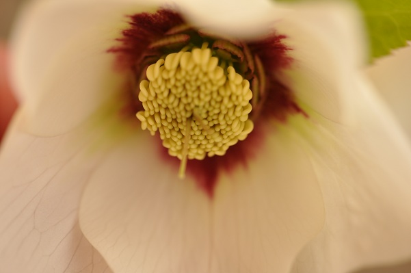 クリスマスローズ・ホワイトフラッシュ系（シングル咲き）開花　２０１３・３月５日 (5)