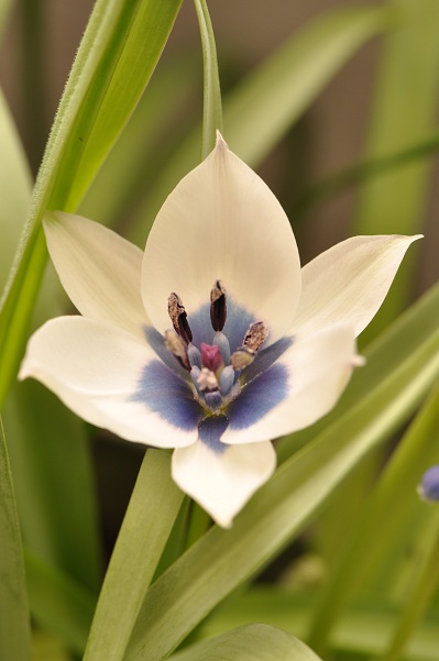 原種チューリップ開花（アルバ　セルレアオクラー）２０１３・３月２４日