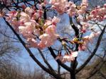 新宿御苑の大寒桜