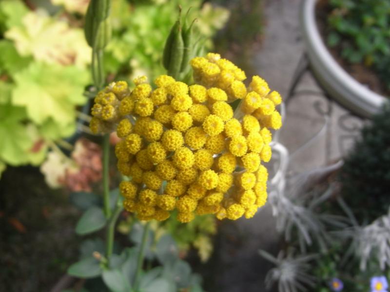 Helichrysum　Korma