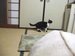 どっからどう見ても日本猫