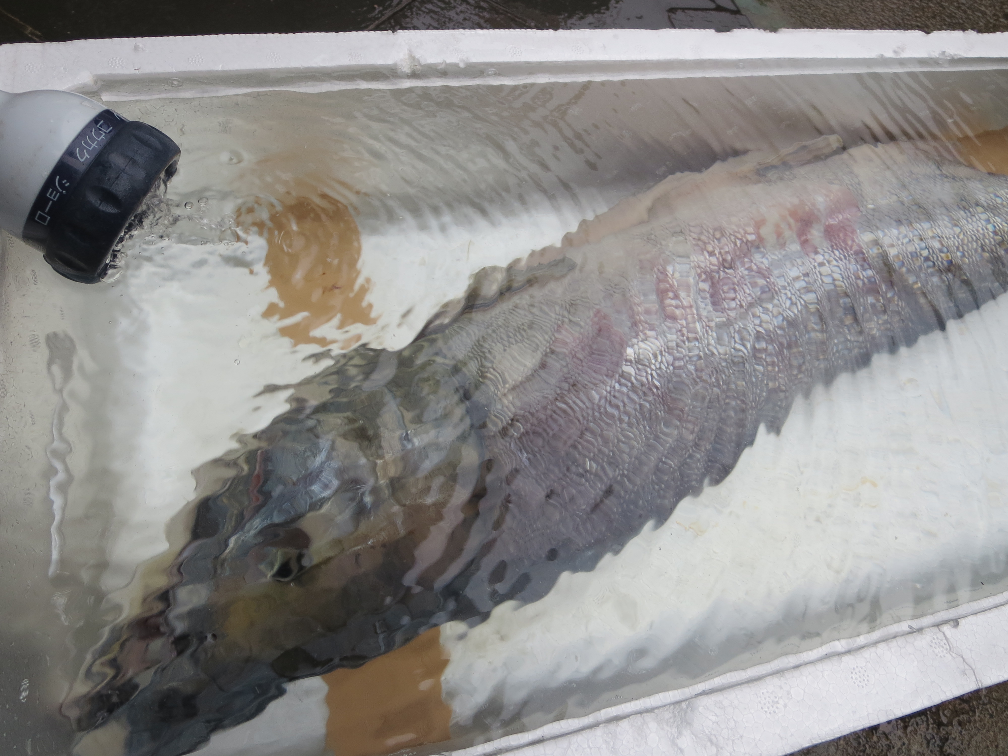 荒川の恵み　鮭　塩引き鮭　新潟村上 作り方