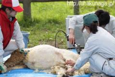 釈永瓦工務店、富山市ファミリーパーク、羊の毛刈り写真001