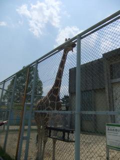 久し振りの動物園(1)～<b>京都市動物園</b>～