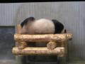 上野動物園のメスのパンダシンシンは昼寝中