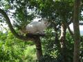 モミジの木の上で昼寝をしていたミーちゃん