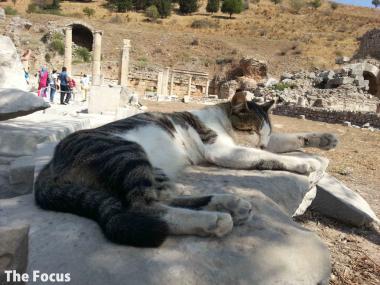 トルコ エフェス遺跡 猫