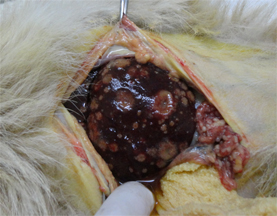 犬の肝に出来た転移性腫瘍3