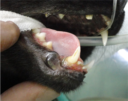 ネコの下顎の骨折5