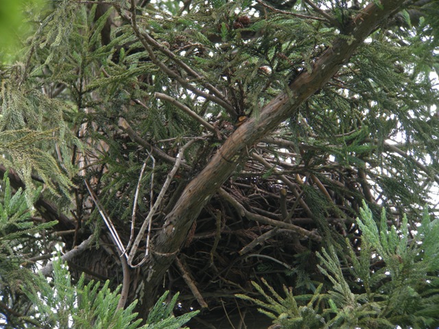カラスの巣