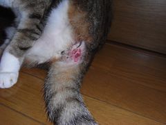 尻 臭い お 猫 猫から出る臭い汁は病気のサイン？原因と対策を解説！