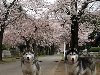 多磨霊園の桜