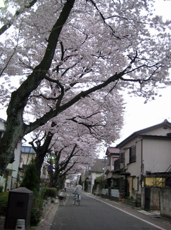曙住宅の桜