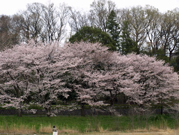 武蔵野公園の桜