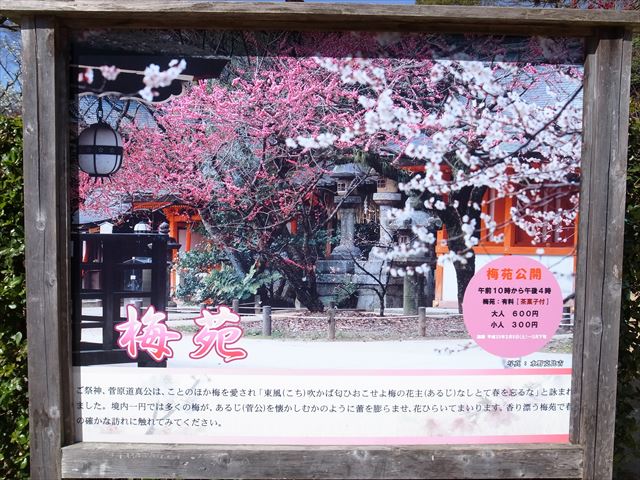 今度はまさしく「花も団子」も！？・・・北野天満宮　梅苑　京都季節散歩復活！